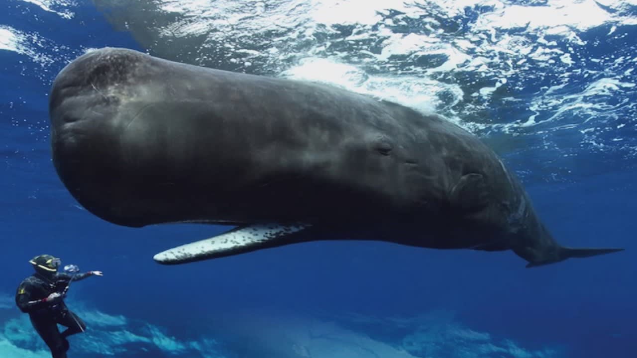 TIL Sperm Whales are loud enough to literally kill you -Whales Clicking You Inside Out — James Nestor at The Interval