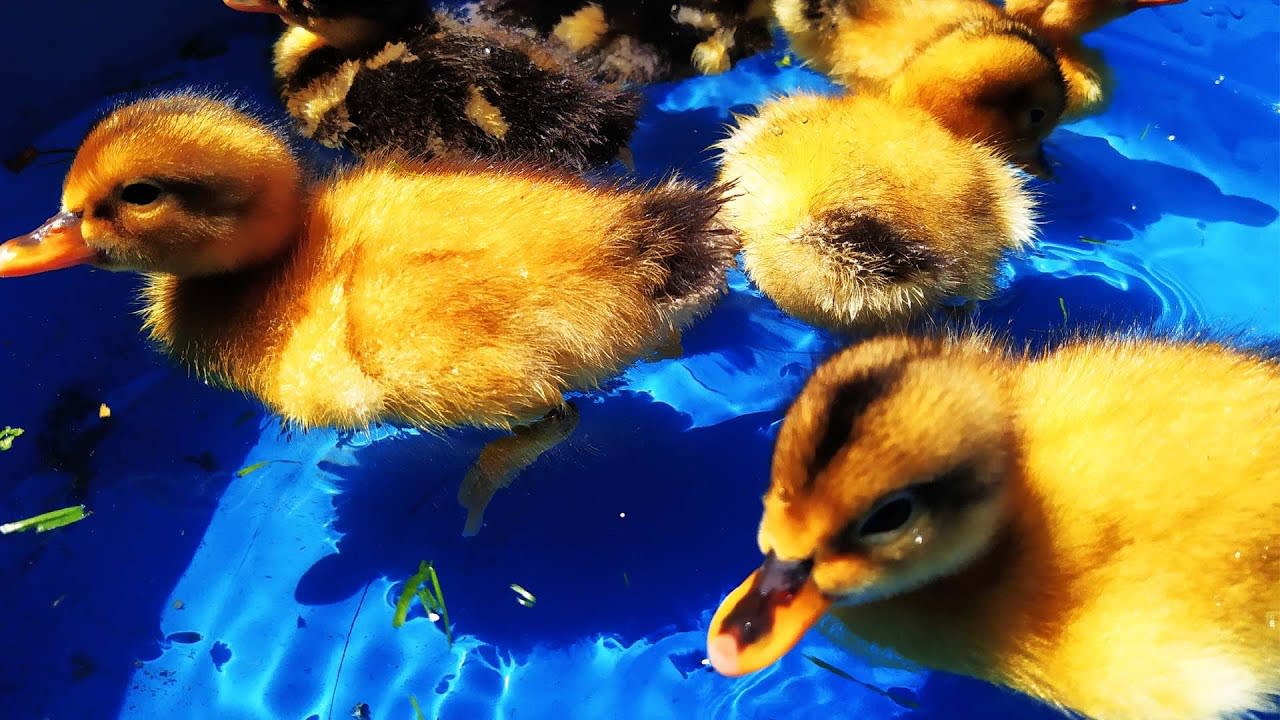 Newborn Duckling and Chicks II Baby Ducks and Baby Chicks