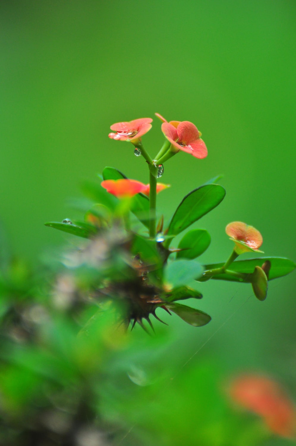 Euphorbia milii red flowerwith thorns | Euphorbia milii var. splendens px (TVM|Kerala|India:2015)