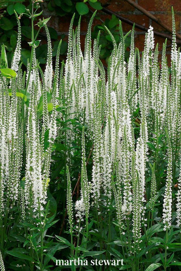 Pretty Full-Sun Spring Perennials to Plant for a Gorgeous Garden