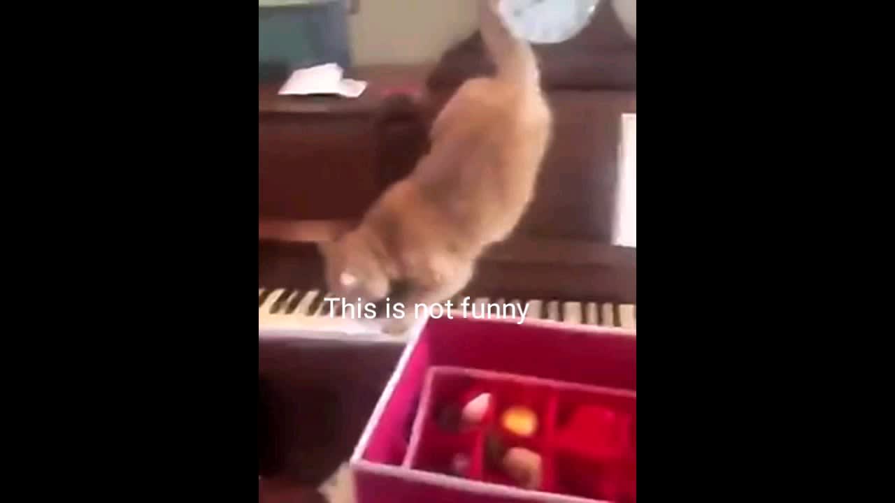 Piano cat