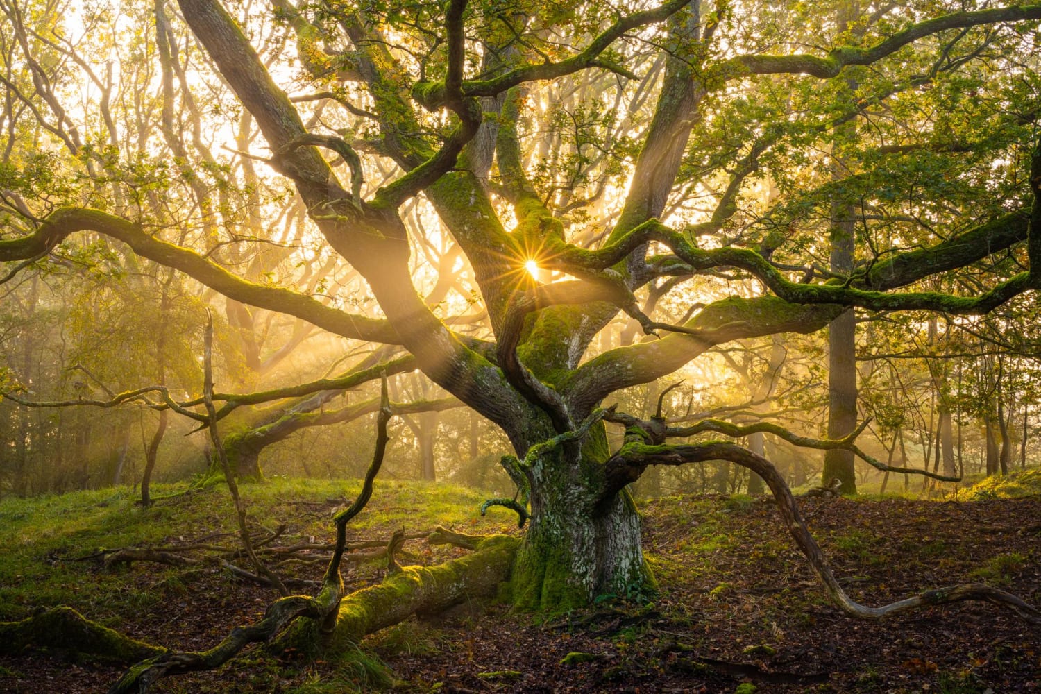 The sun peaking through the tentacles of this interesting tree, The Netherlands