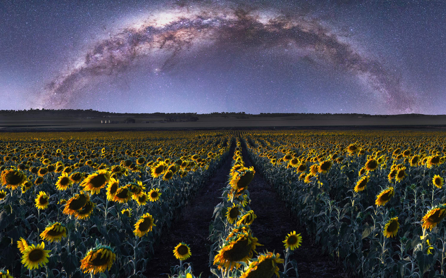 Sunflowers and Stars in SE QLD, Australia