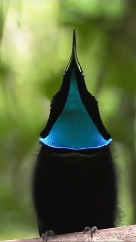 The magnificent riflebird (Ptiloris magnificus) by Tim Laman