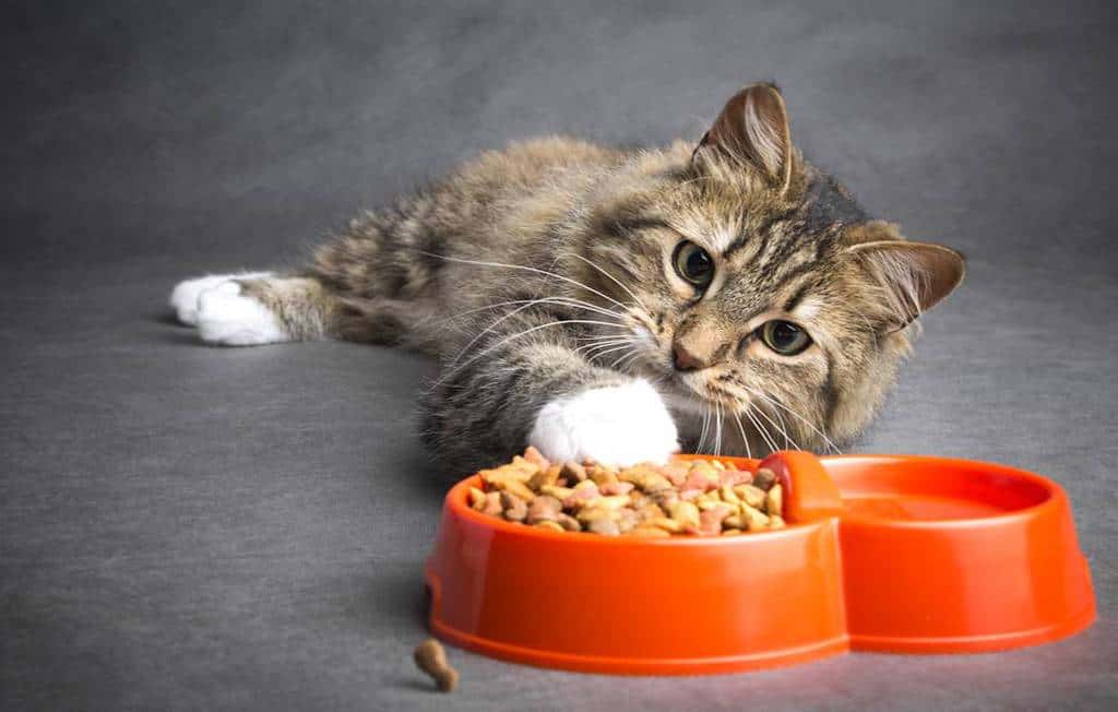 Best Dry Cat Food 2020 Reviews (Buying Guide Included)