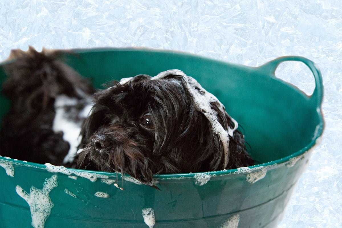 5 Best Portable Dog Baths (with Reviews)