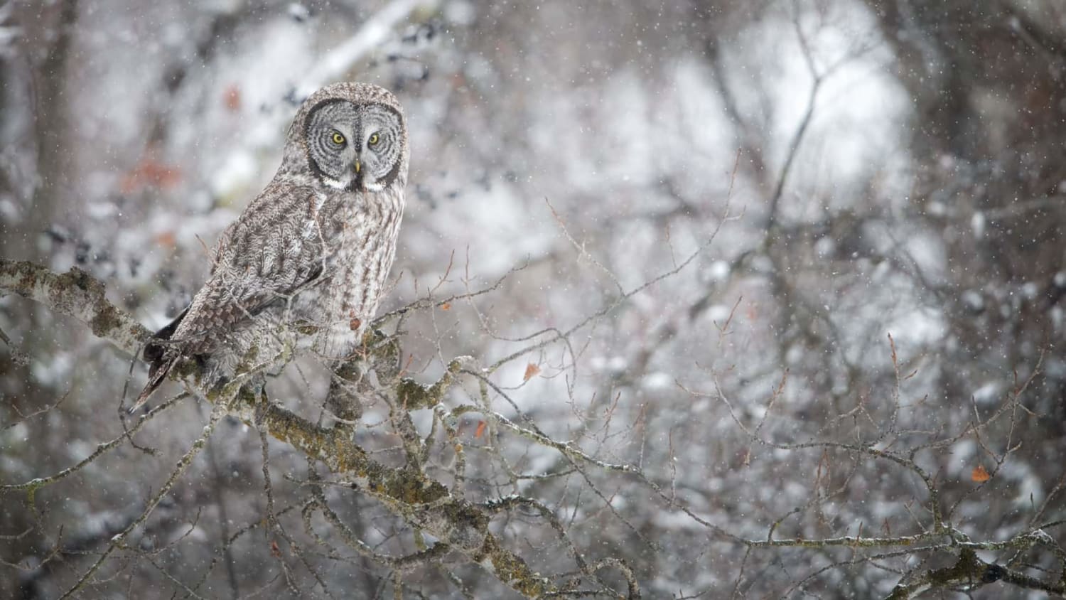 Great Gray Owl in the snow, Western Montana