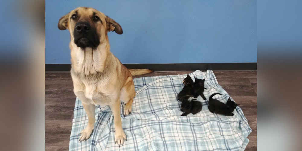 Stray Dog Found Curled Up In Snow Keeping Orphaned Kittens Warm
