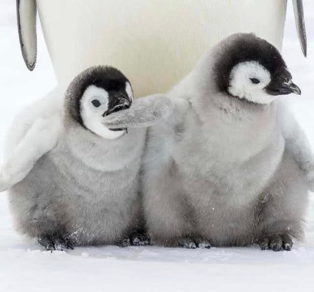 After emperor penguin chicks are born during the Antarctic winter, colonies of adults and chicks work together to huddle for warmth. It's not uncommon for thousands or more tightly packed adults and chicks to shuffle around, each taking one's turn on the periphery of the huddle where it’s colder.