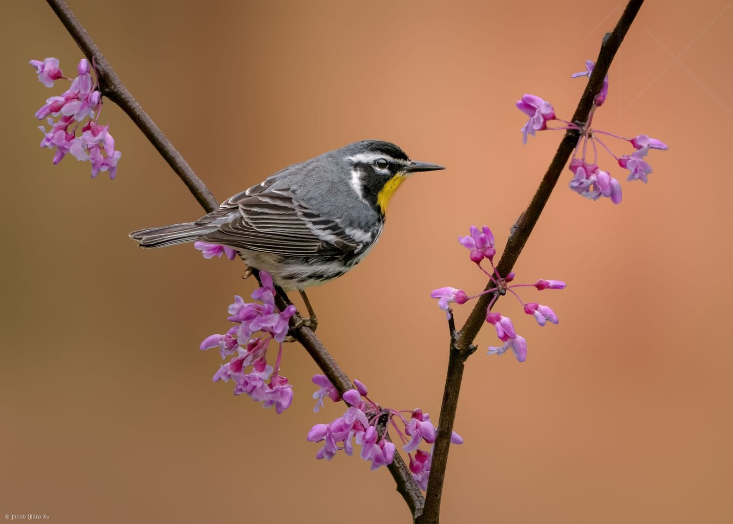 Spring Balance Picha Spring Balance