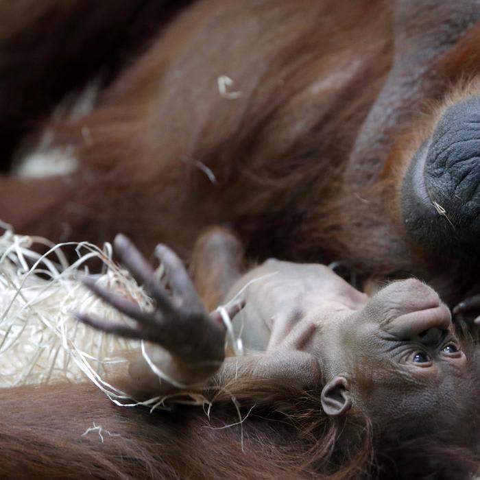 Paris Zoo Says Hello to Java, Its Newborn Baby Orangutan