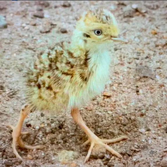4 critically endangered chicks were born in an Australian zoo
