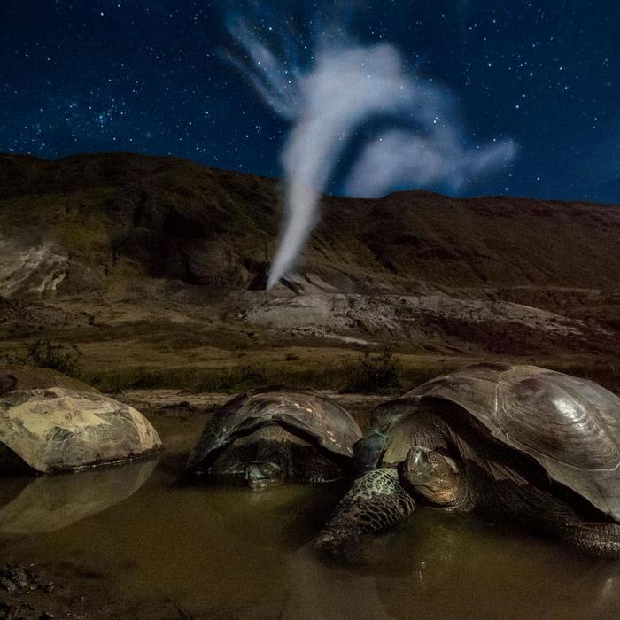 Photos Reveal the Hidden World of Animals at Night