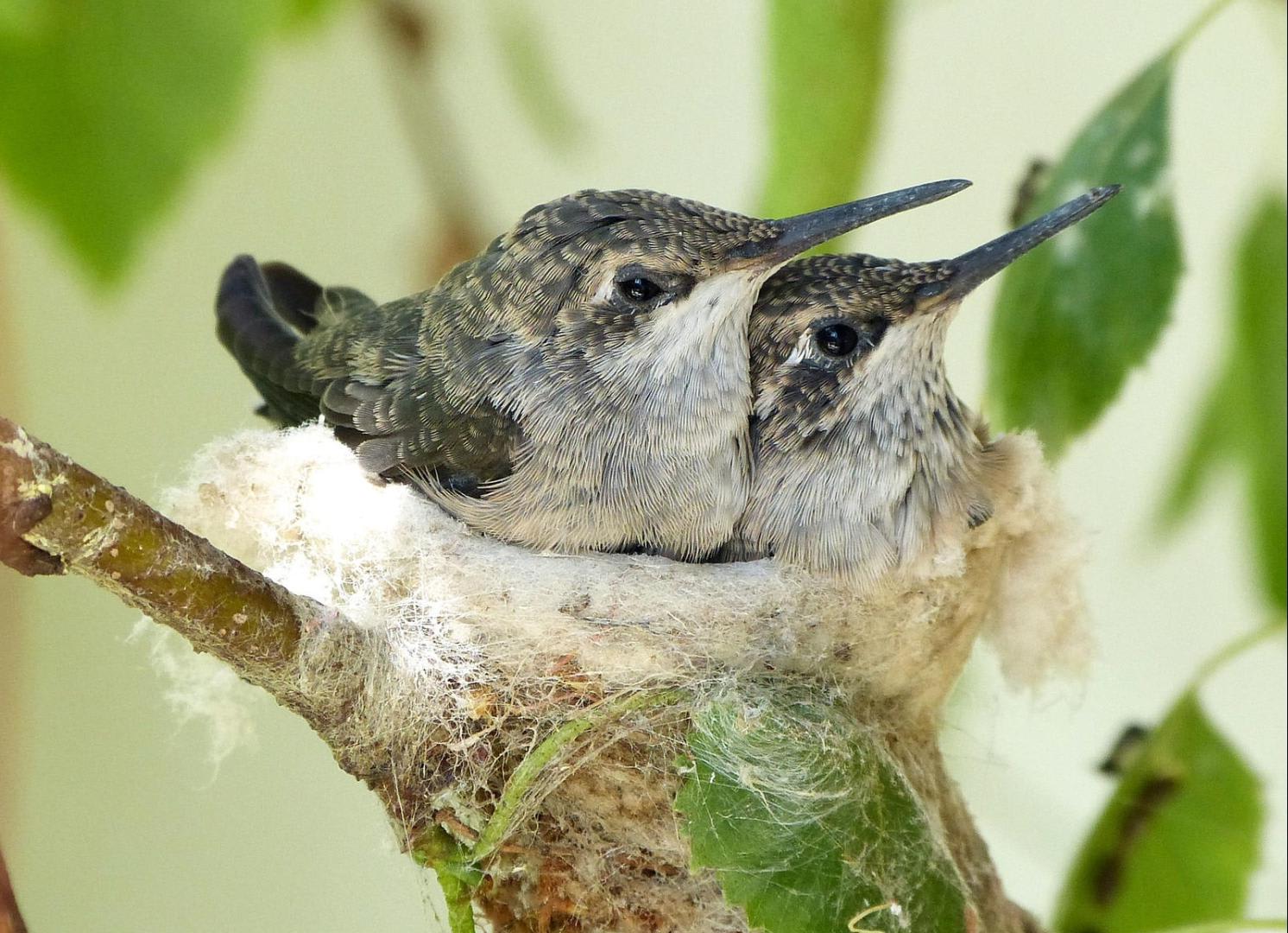 If you live in the Americas during spring time you may spot hummingbirds collecting cob webs. They use this sticky silk as a building material to firmly secure their nests to their choosen tree branch.