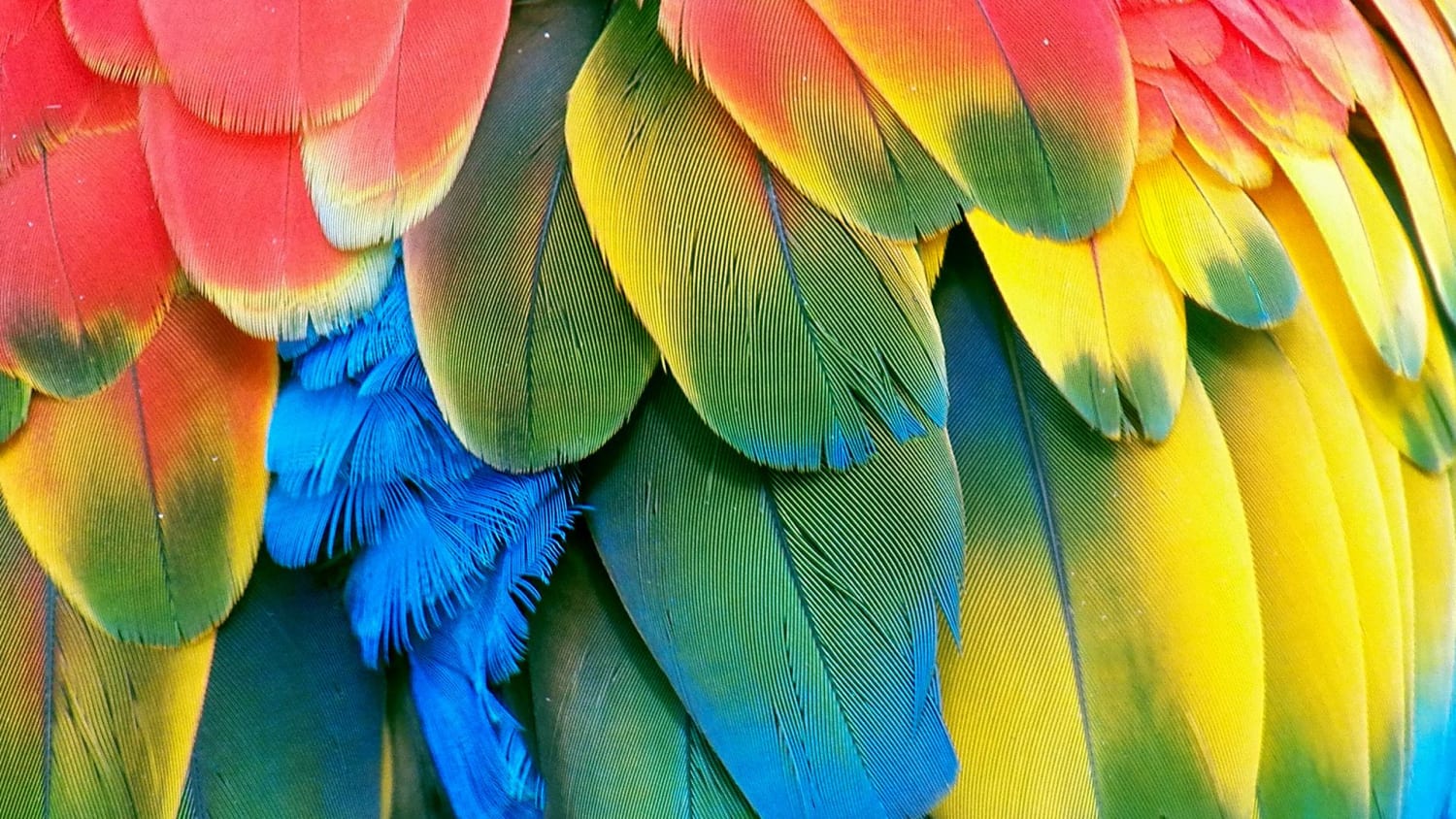 Beautiful parrot wallpaper