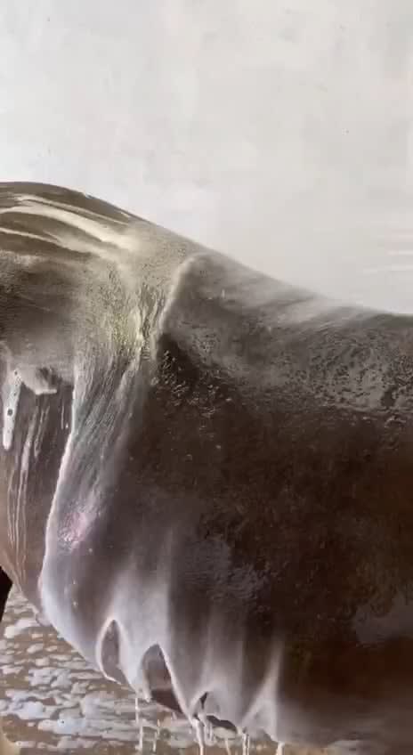 Rinsing the soap from the horse's body