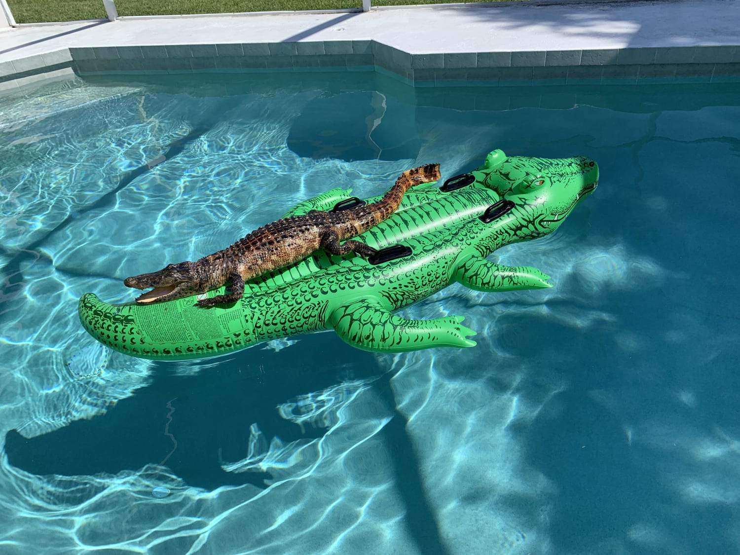 Vacationers Find Alligator Lounging on Alligator Pool Float at Their Miami Airbnb