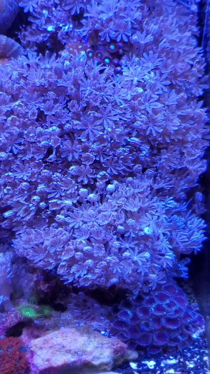 Fish tank coral feeding
