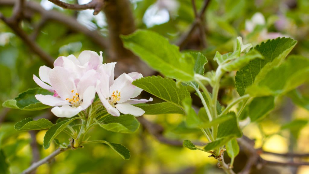 4 Tips From The Best Tree Surgeons To Help Your Garden Bloom In Summer