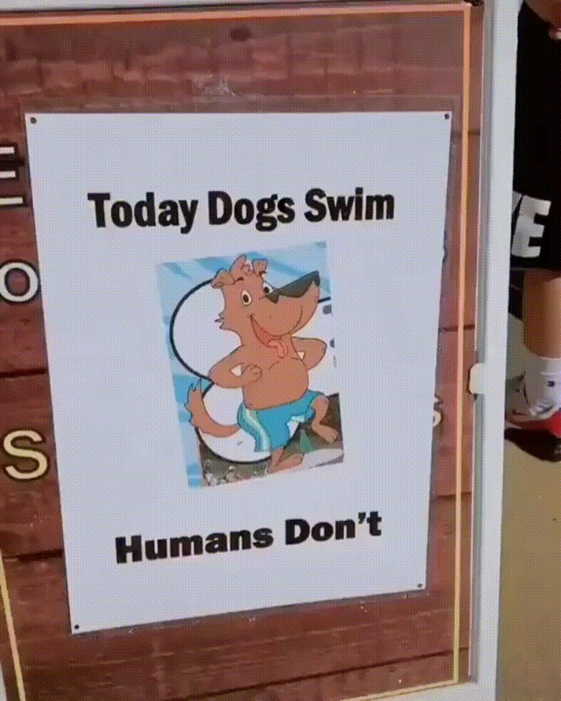 Doggies at the pool