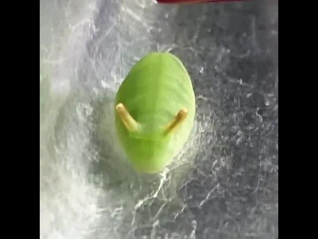 The Curetis acuta caterpillar has a bizarre reaction if it gets surprised or scared
