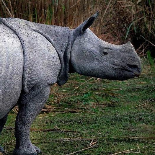 Indian Rhinoceros: Driven to Brink of Extinction Due to Poaching and Habitat Degradation