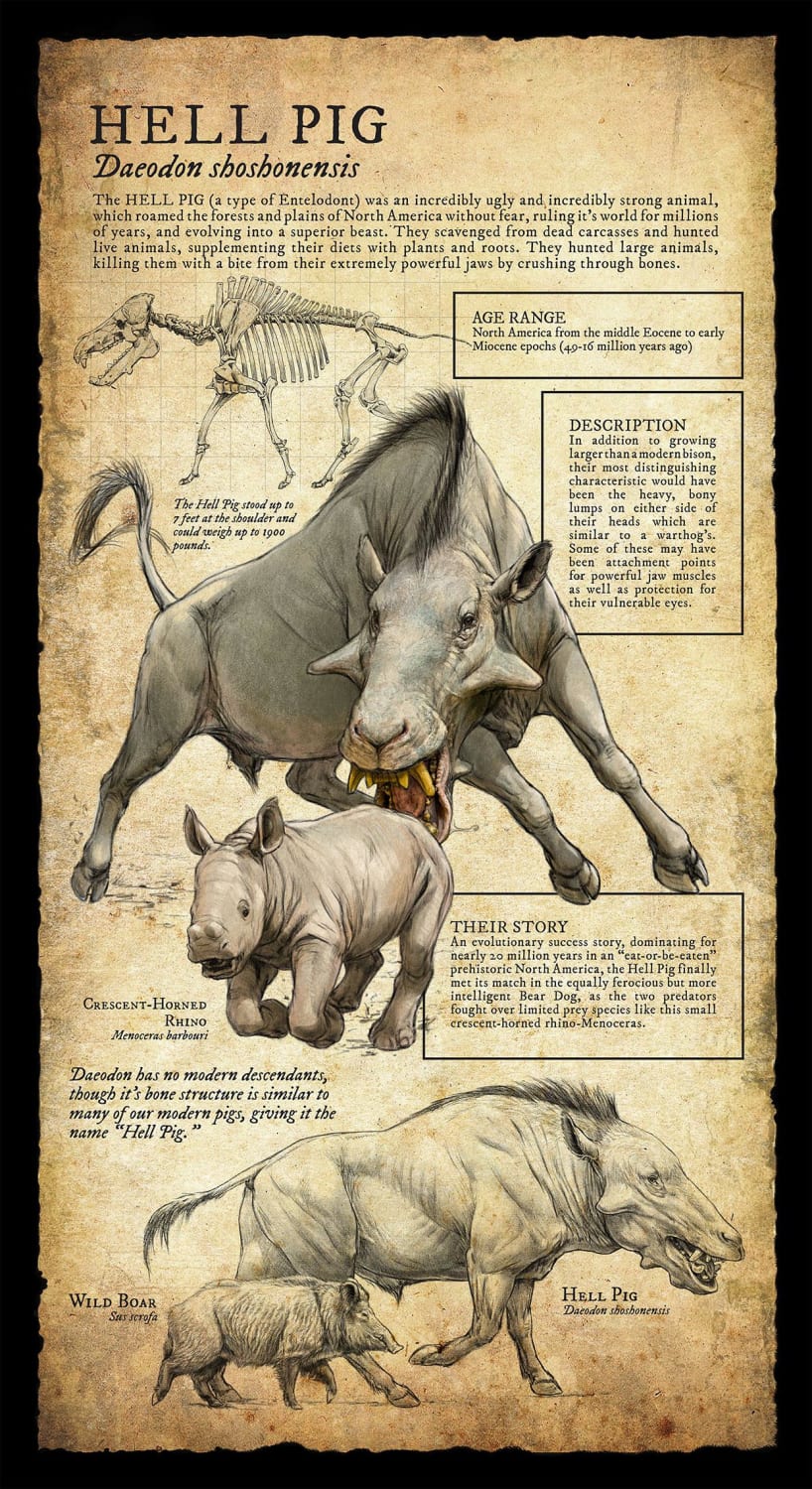 Hell Pig - Infographics created by Beth Zaiken as signages for the Natural History Museum.