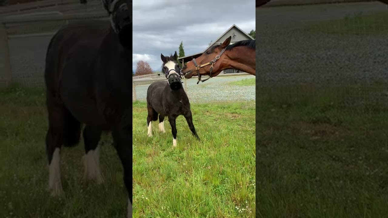 Horse Helps Little Pony in Removing His Grazing Muzzle - 1320765