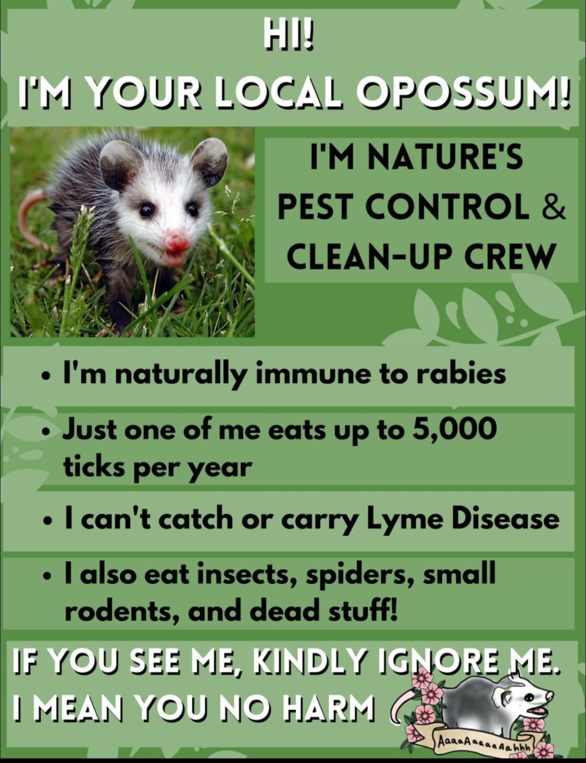 Opossums are our friends