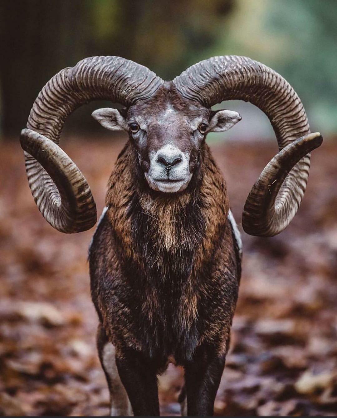 A Mouflon
