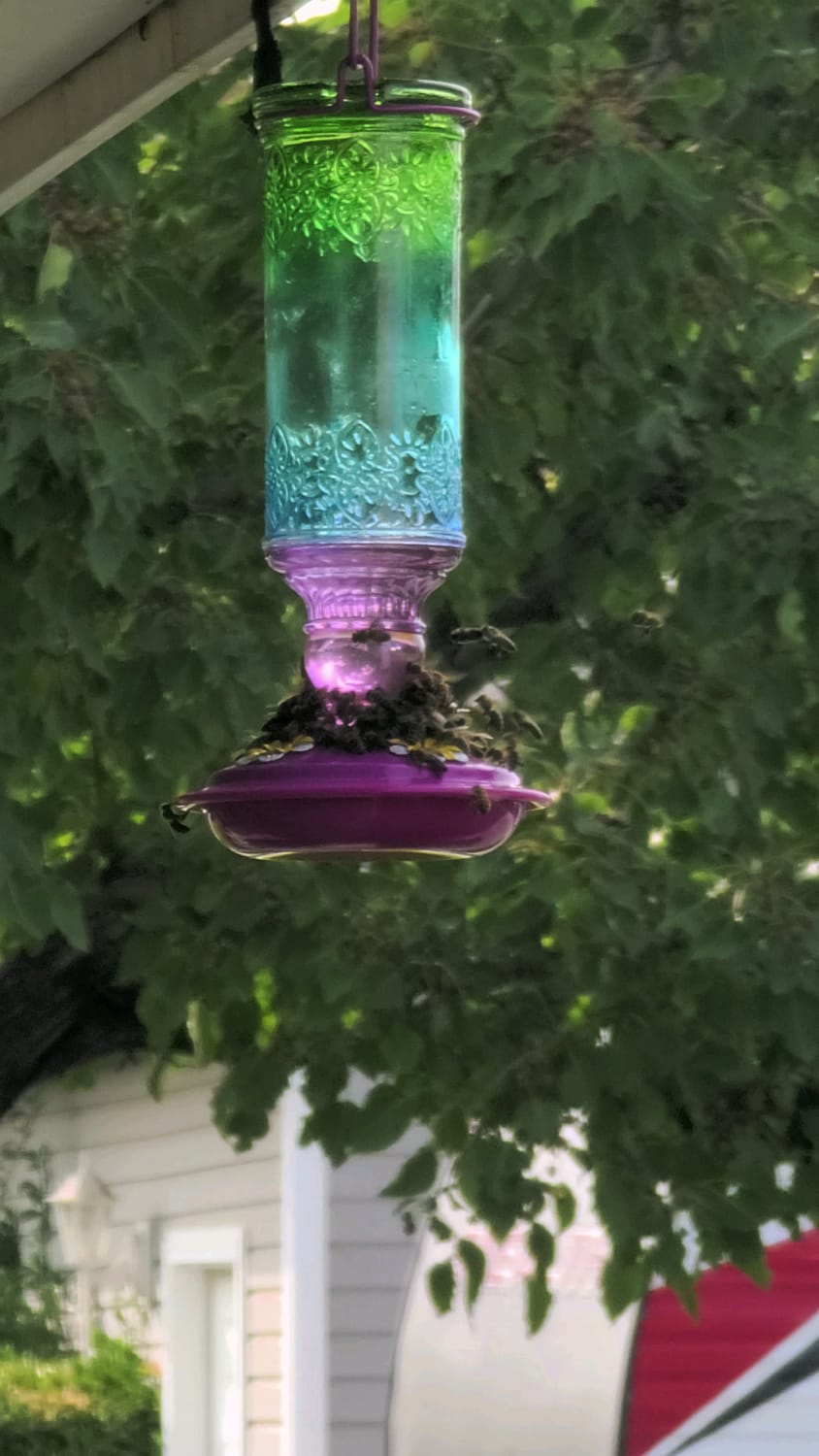 Honey Bees Swarm Hummingbird feeder
