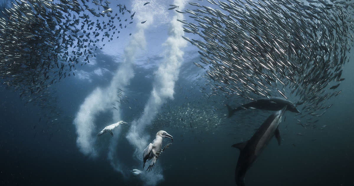 The Winning Photos of the 2016 Nat Geo Nature Photo Contest