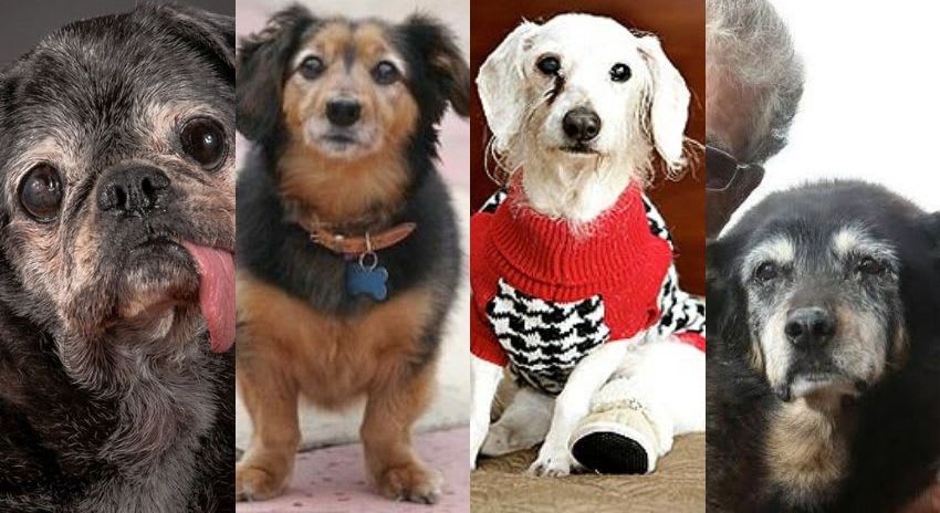 Top 10 Oldest Dogs in the History of Mankind