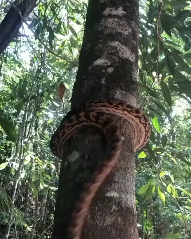 If you didn’t know, this is how snakes climb trees.