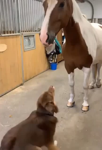 Dog & Horse Being Bros