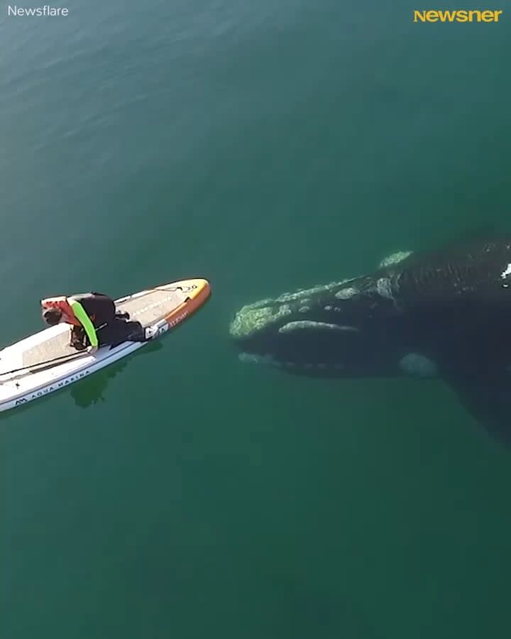 Giant whale approaches unsuspecting paddle boarder, and the incredible encounter was captured by a drone