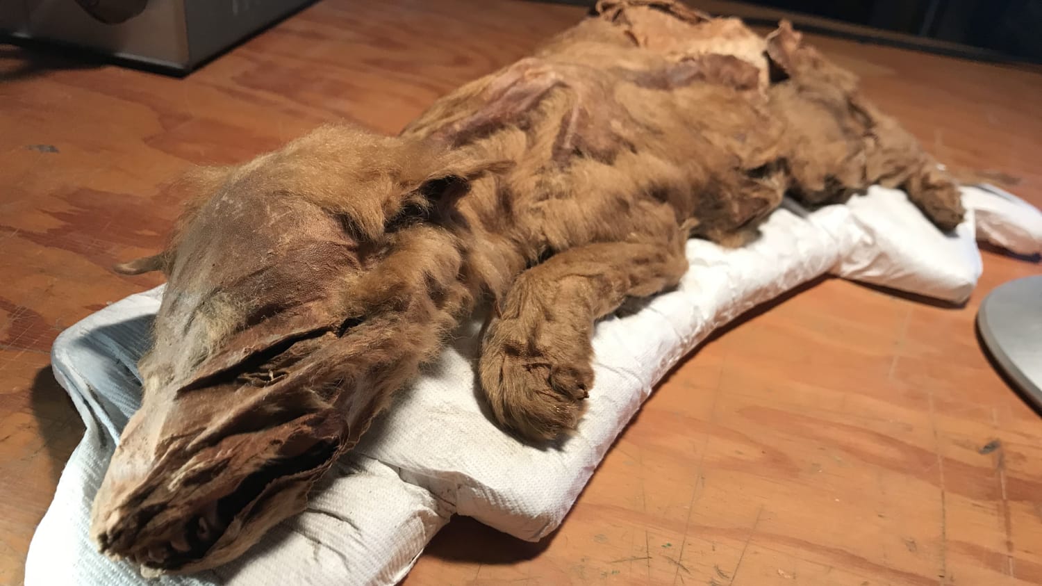 Ice Age Wolf Pup and Caribou Mummies Discovered in Yukon