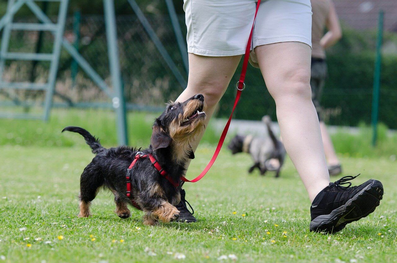 Dog training -Things to know before you train your dog