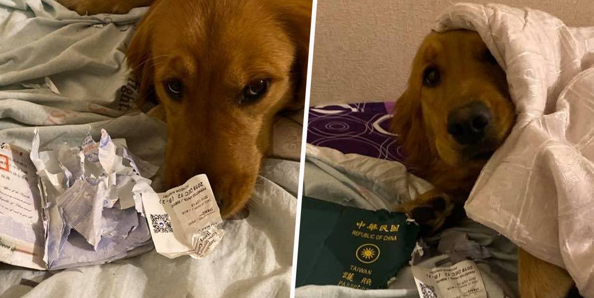 Dog Prevented Owner From Going To Wuhan By Destroying Her Passport