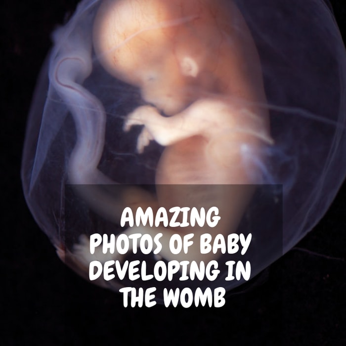 Baby Growth In Womb - Week By Week Pictures