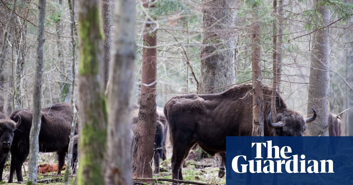 Wild bison to return to UK for first time in 6,000 years