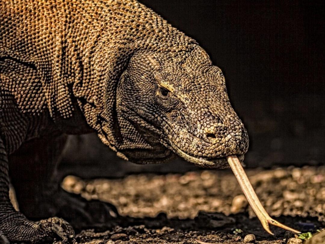 Komodo dragons, the largest lizards on earth, have tubes at the front of their lower jaw that help them breath while feeding. They need this tube, so they don't suffocate while swallowing their food.