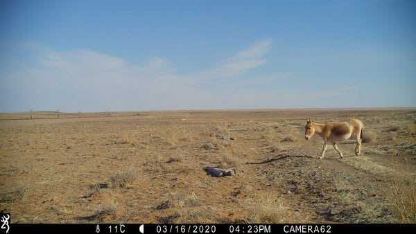 After 65 Years, a Wild Ass Is Back in Eastern Mongolia