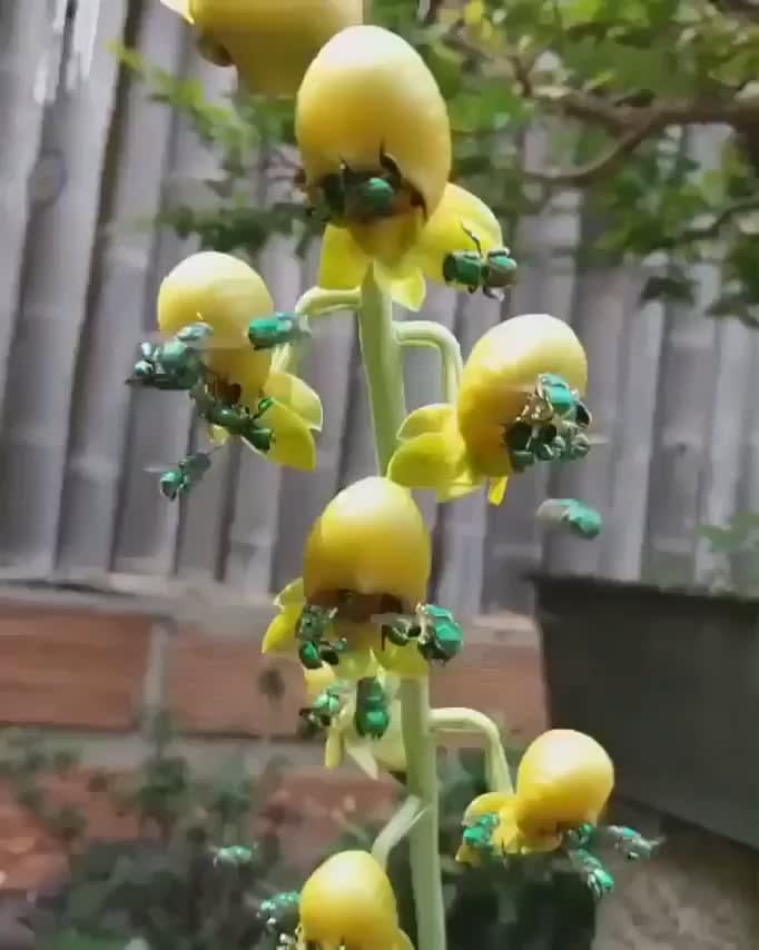 Emerald bees feeding on orchids