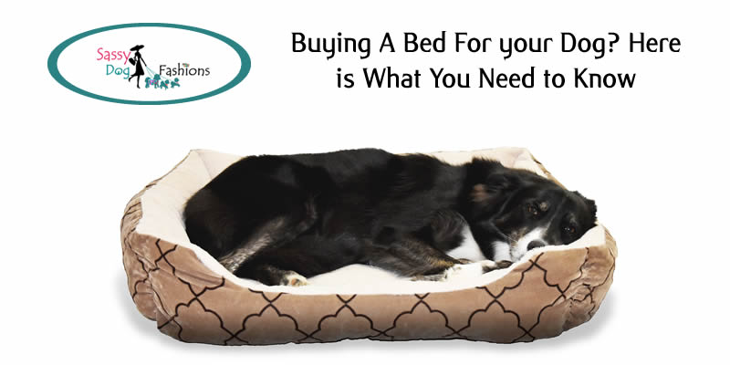 Buying A Bed for Your Dog? Here Is What You Need to Know