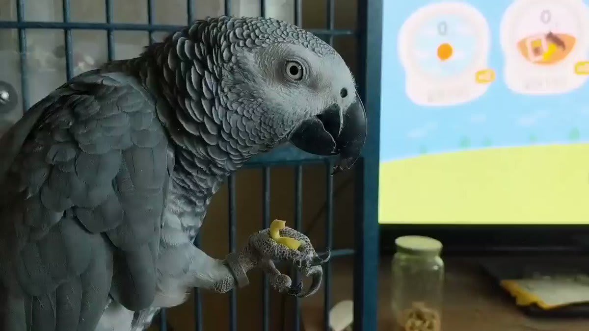 (Happy hatchday, Ripley! The first of many treats today: cereal)