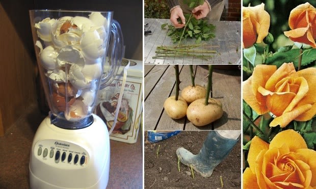 12 Insanely Clever Gardening Hacks