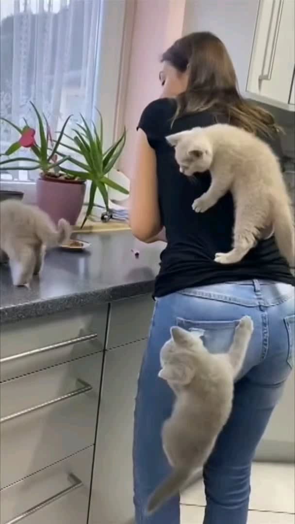 kitten climb man