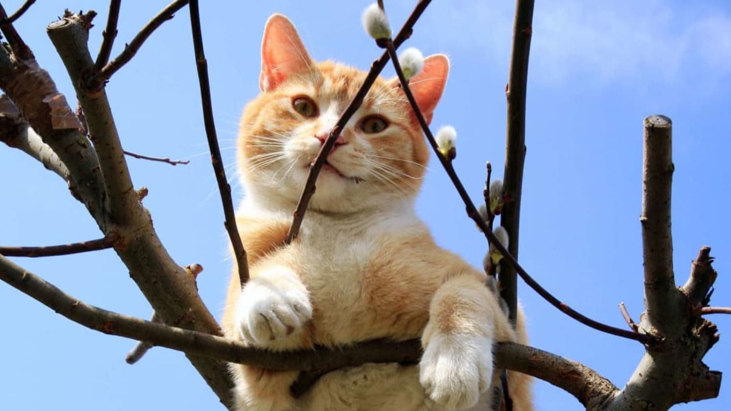 Do Firefighters Really Rescue Cats From Trees?