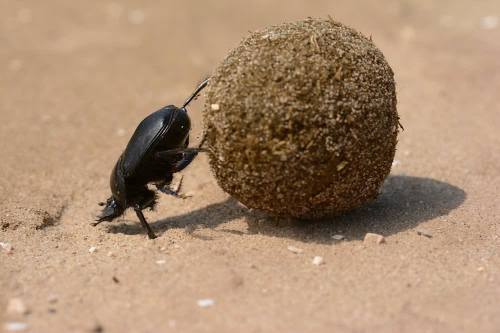All Praise The Humble Dung Beetle